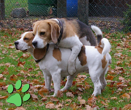 Beagles beim Deckakt - Welpen gibt es im Dezember 2008